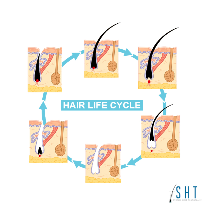 Hair Life Cycle